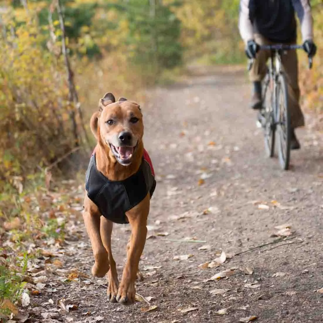 EzyDog Element Jacket - Orange XL (Customer Return)